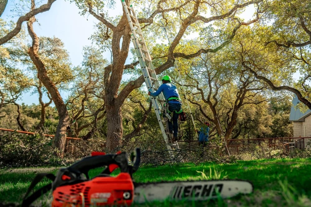 Tree Scouts Tree Service offers arborist services in Leander, surrounding areas