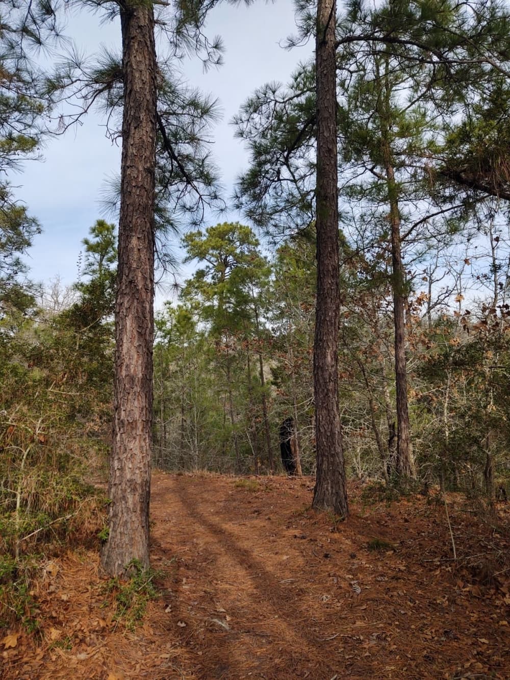 An image of the pine ridge trail. 