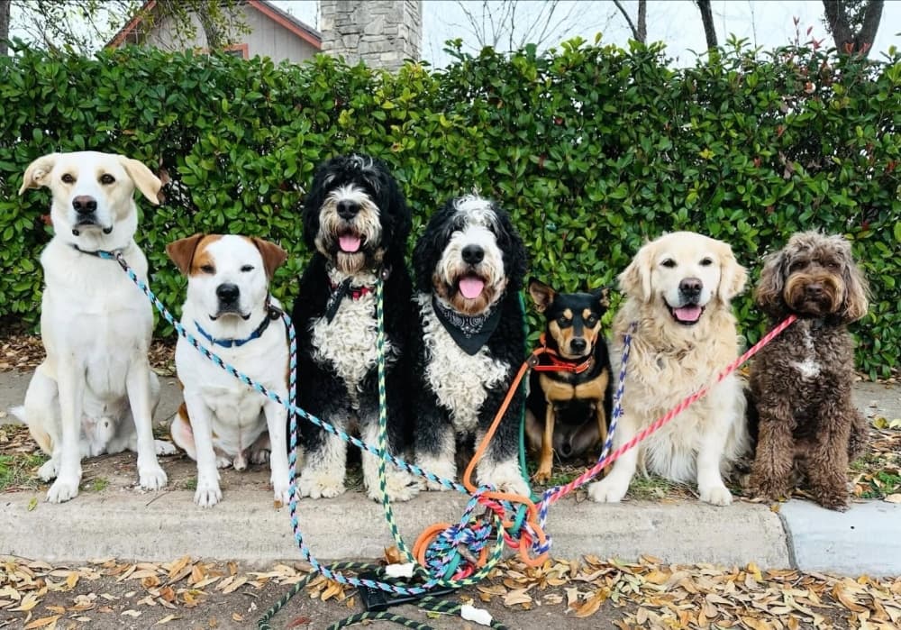 Walk! ATX Pet Care to open second South Austin location