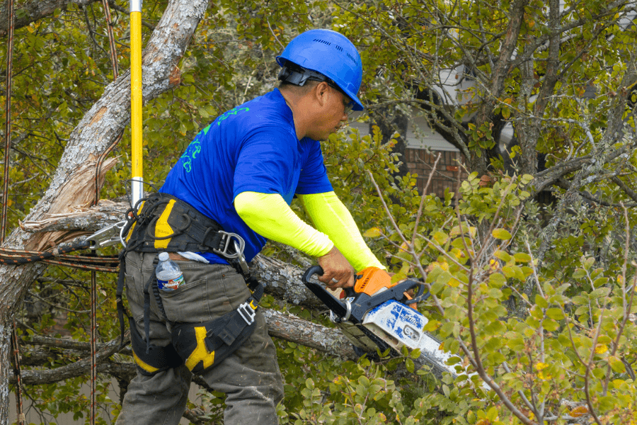 Leaf Tree Services protects Round Rock’s trees through education, innovation