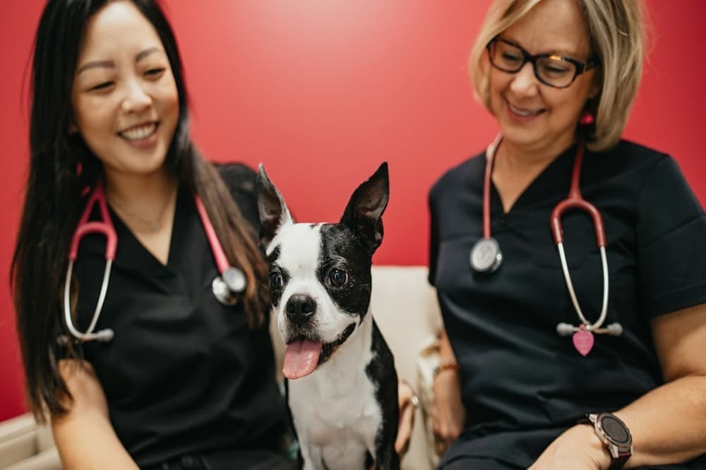 PetVet365 now offering veterinary services in Leander
