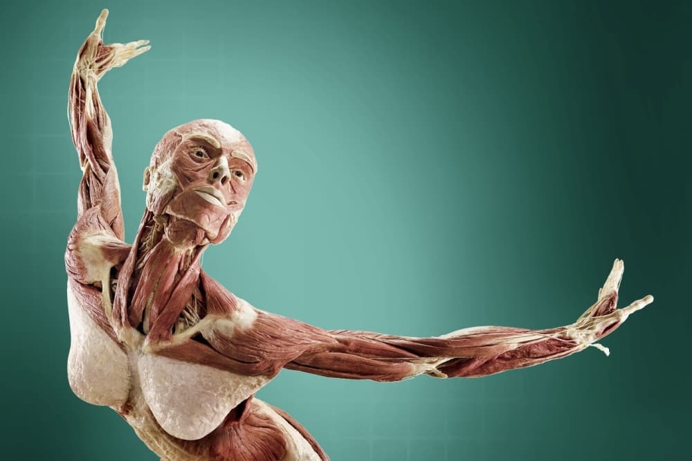 2 new international exhibits to open at The Health Museum