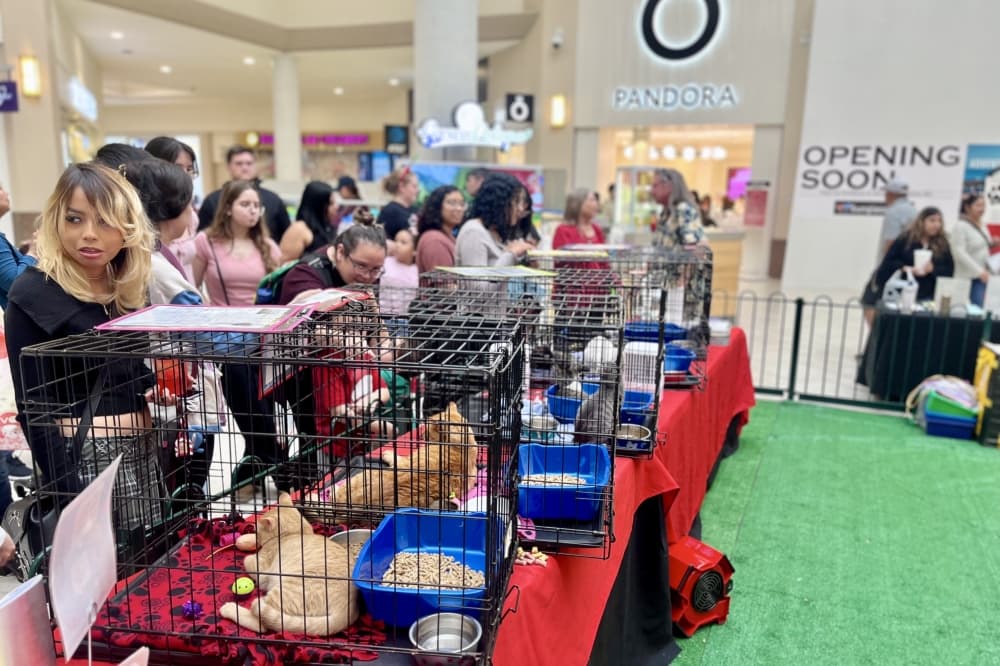 12 events coming up in Cy-Fair