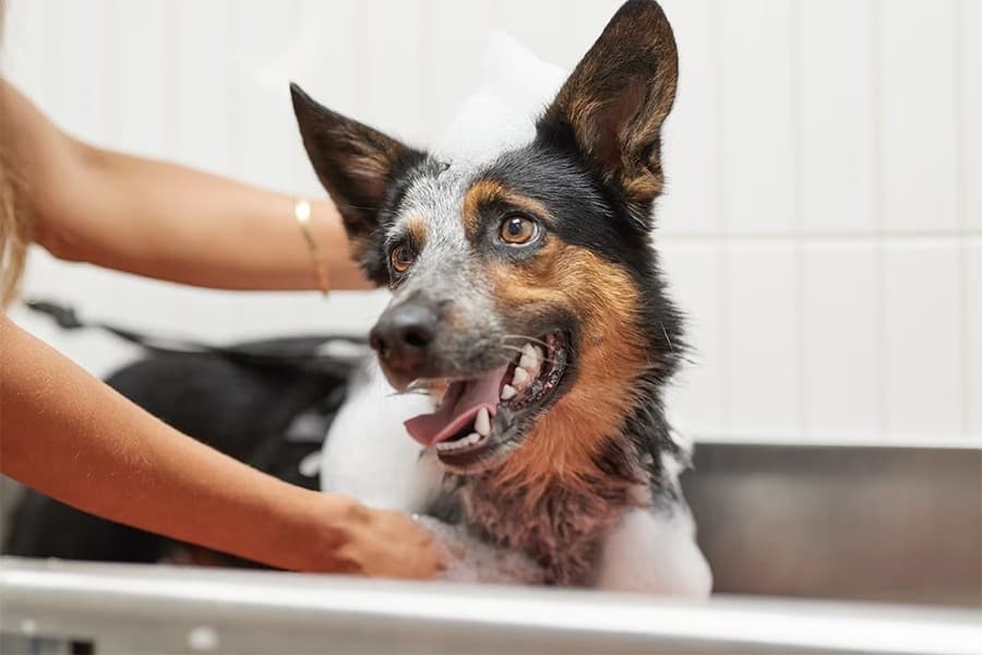 Hundreds of pets available for adoption at 2025 Paw-changa Adoption Fiesta