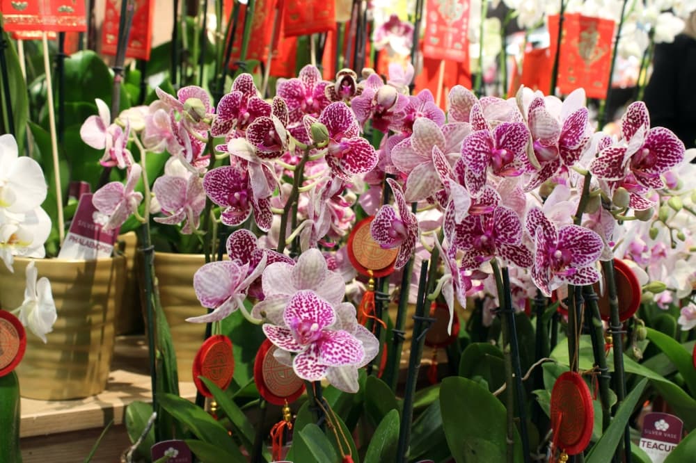 Purple and white flowers. 