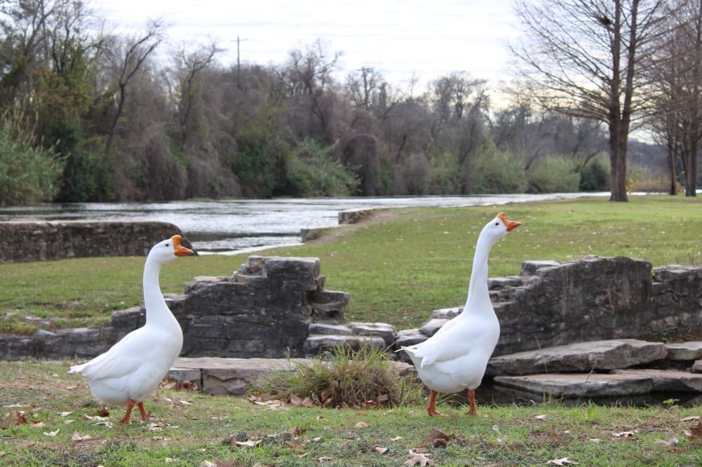 Planning for parks: Georgetown officials gather community input on upcoming projects