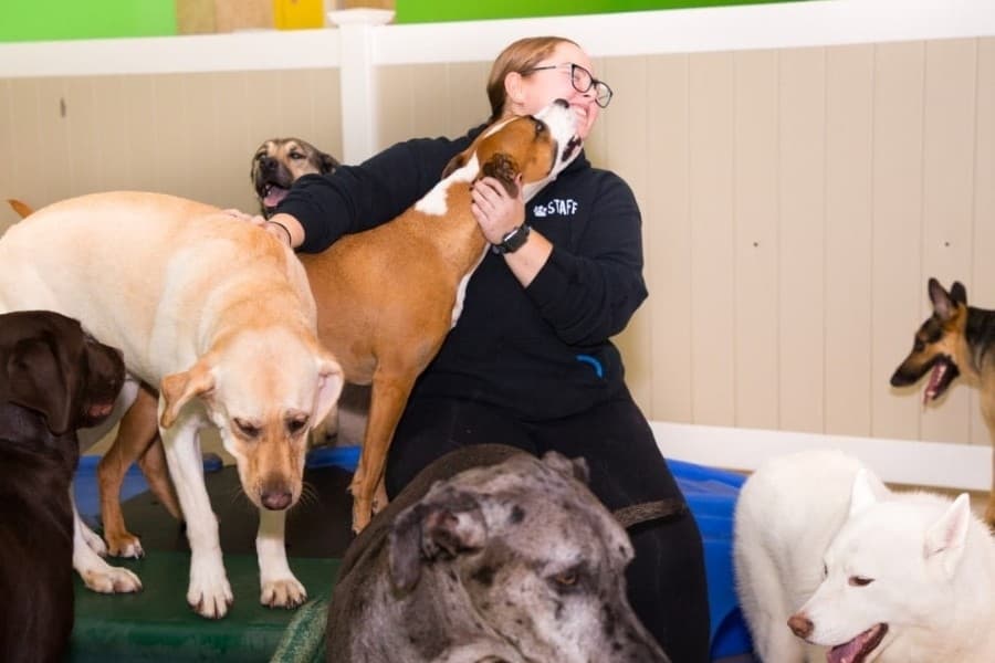 Hounds Town dog daycare and pet spa now open in North Fort Worth