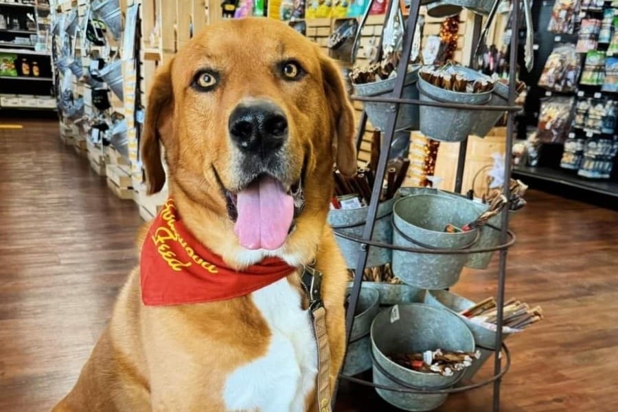 Hollywood Feed to open next to new Kroger in North Fort Worth