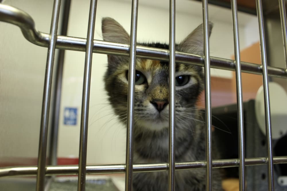 Frisco identifies animal shelter site, no timeline for project