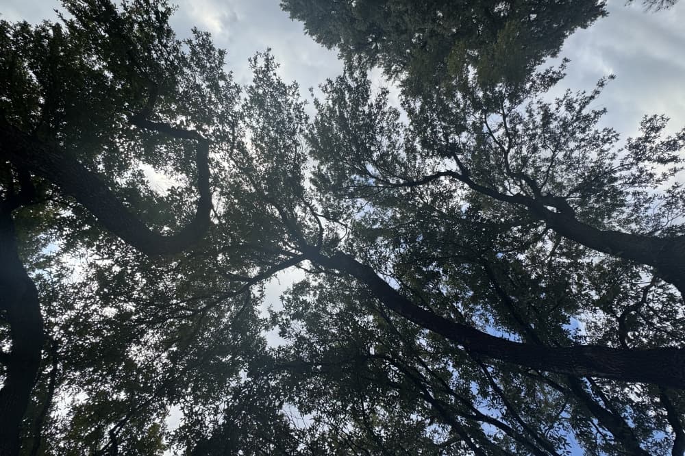 San Antonio funds Community Tree Maintenance Program