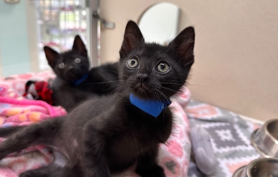 The San Antonio Humane Society is hosting a cat and kitten pet adoption event Feb. 7-9. All adoption fees will be waived. (Courtesy San Antonio Humane Society)