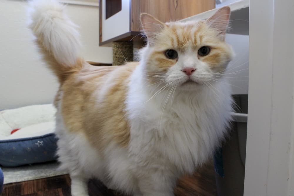 Georgetown cats find home away from home at Whiskers Luxury Cat Boarding
