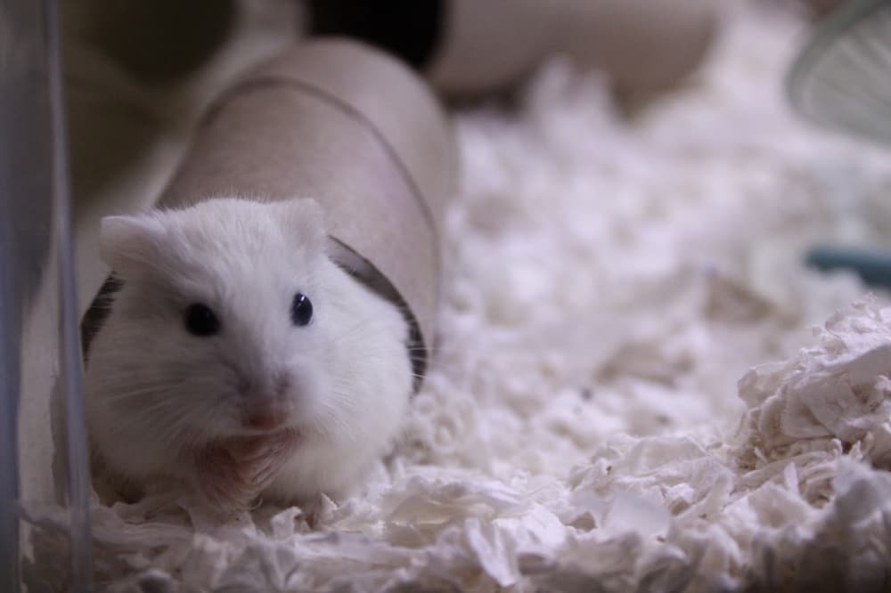 An image of a gerbil at the center. 