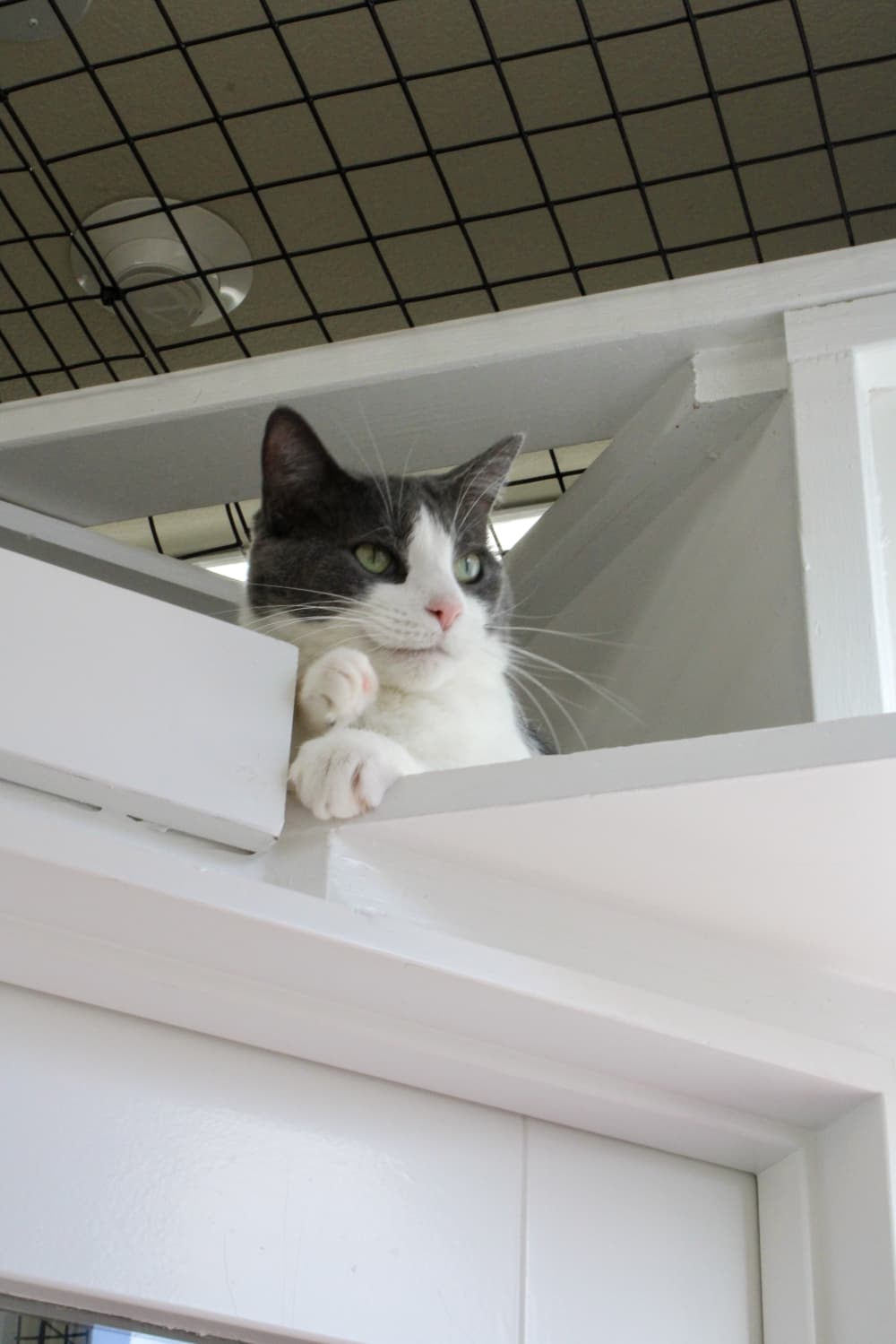 An image of a cat at the center. 
