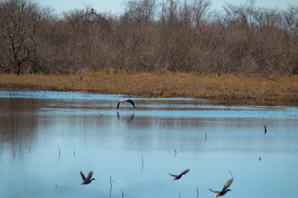 Organizations use conservation easements to protect property, Katy prairie