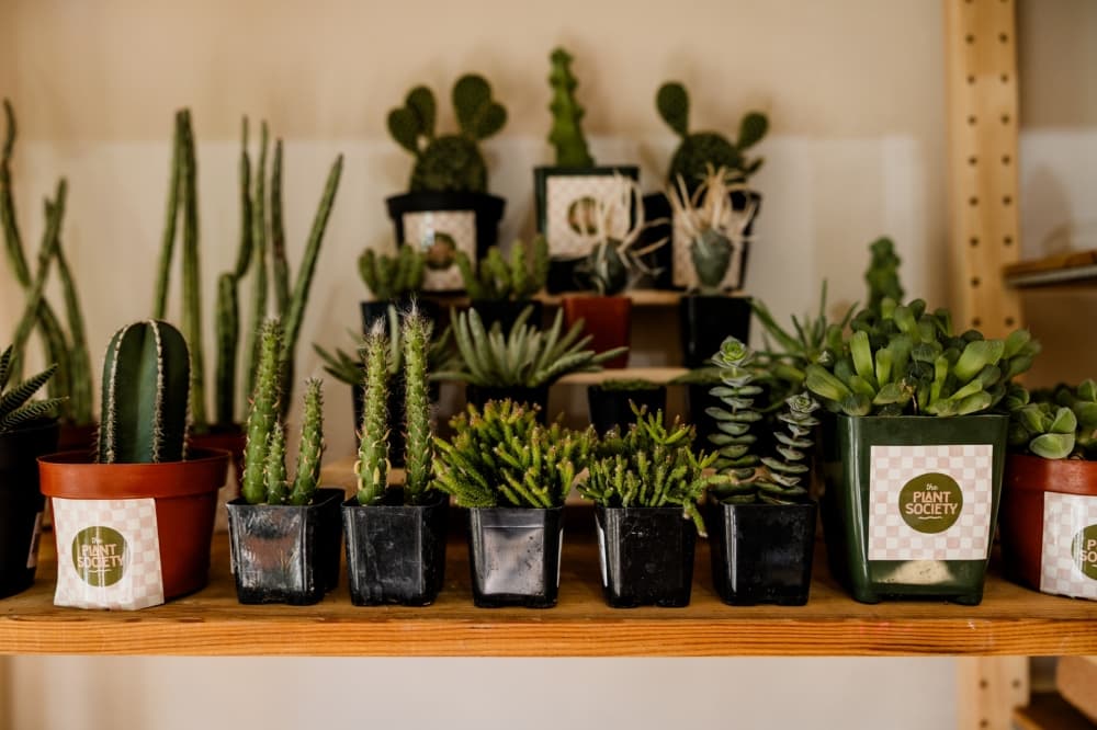 New plant, gift shop The Plant Society takes root in East Austin