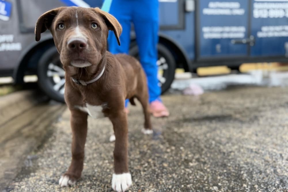 Appointments open for free pet rabies clinic in Bastrop Feb. 22