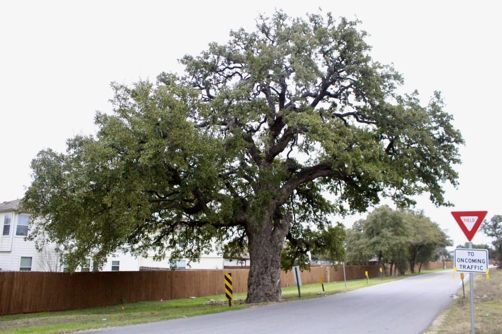 Kyle City Council votes to relocate live oak tree to make way for road improvements