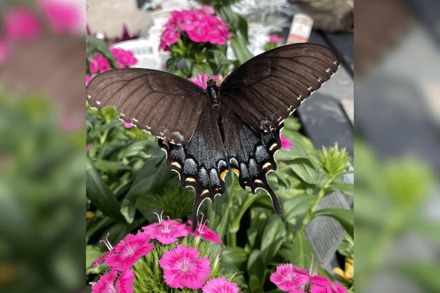 Round Rock Garden Center helps gardeners thrive with expert advice, locally-sourced plants