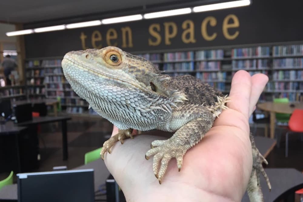 Pflugerville Pet Pfest will take place March 15. (Courtesy Austin Reptile Shows)