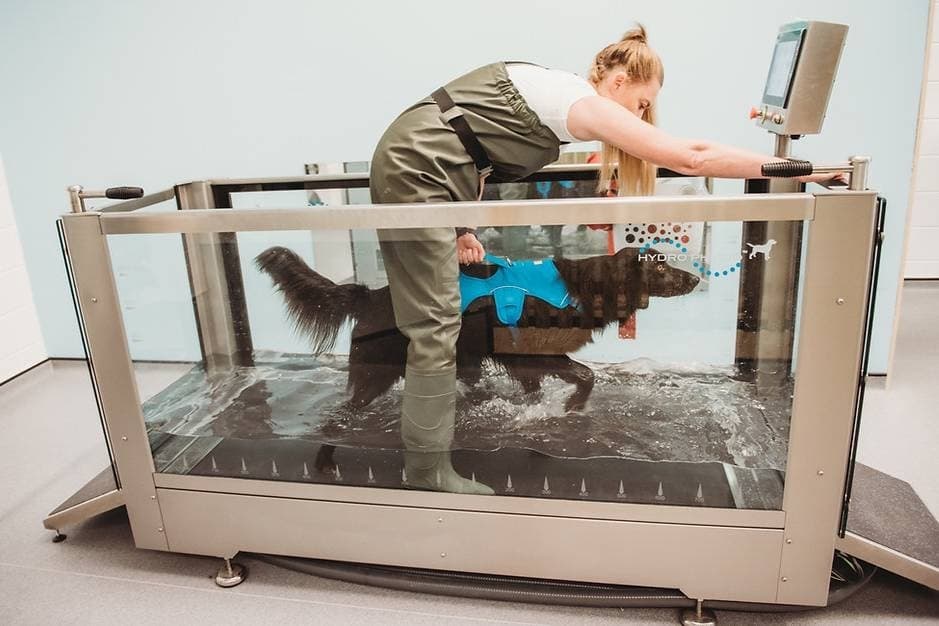 MVP Rehabilitative and Integrative Services to treat dogs, small animals in McKinney