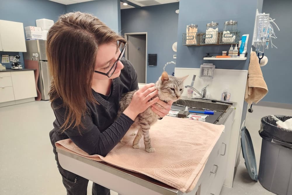 Mazie’s Mission Veterinary Hospital expands, relocates to Plano