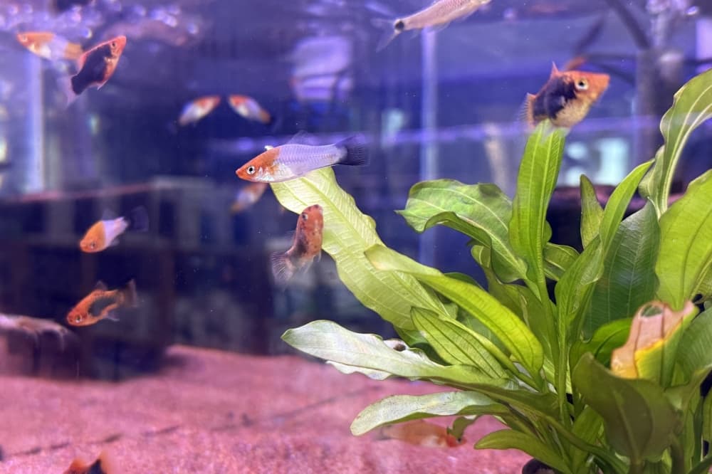 An image of fish in a tank. 