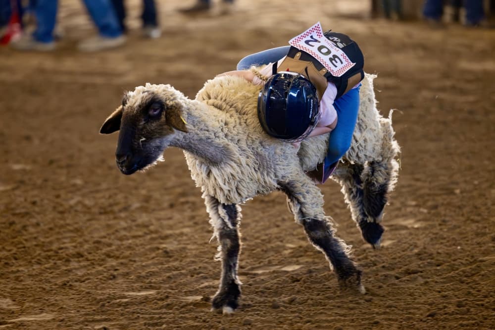 sheep