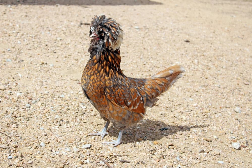 Polish hen walking on a gravel path. 