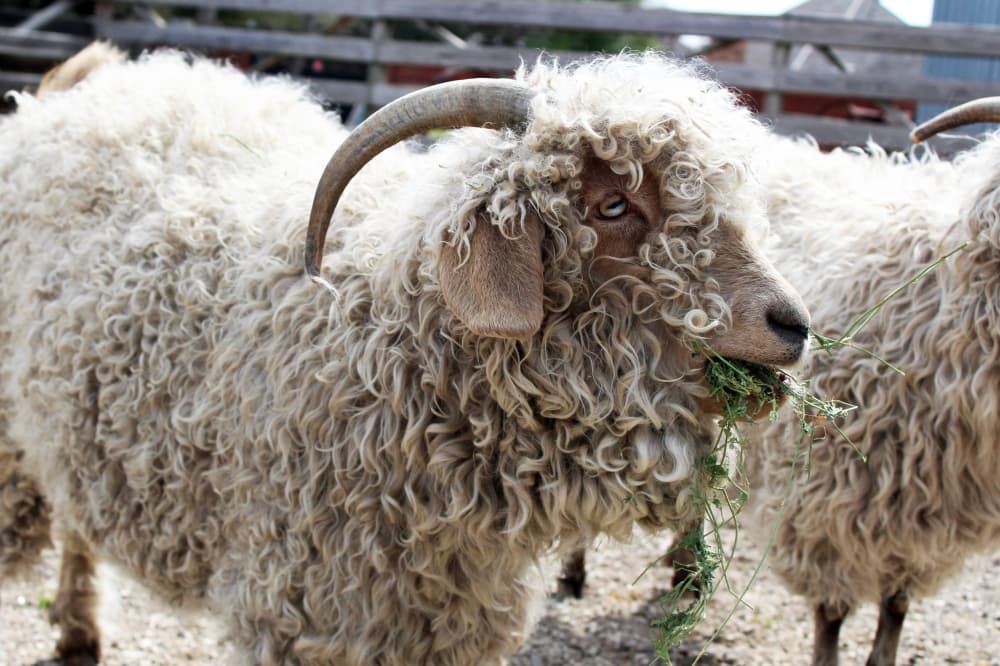 Angora goat chewing grassy substance. 