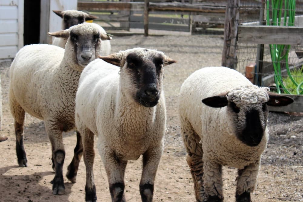 Three sheep walking in a line in a wood-fenced pen. 