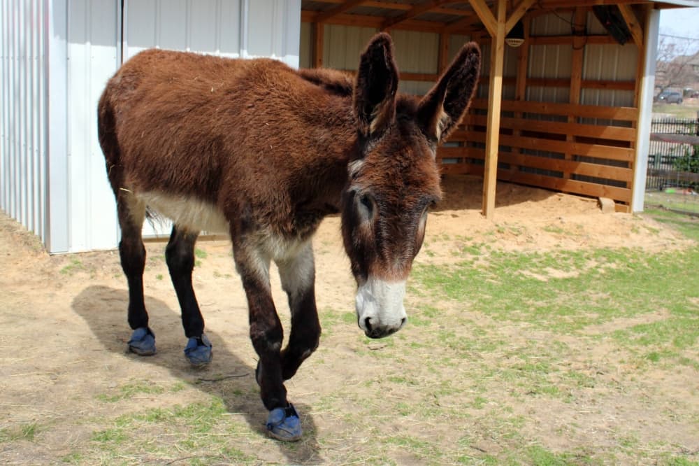 Donkey walking in front of a three-sided enclosure. 