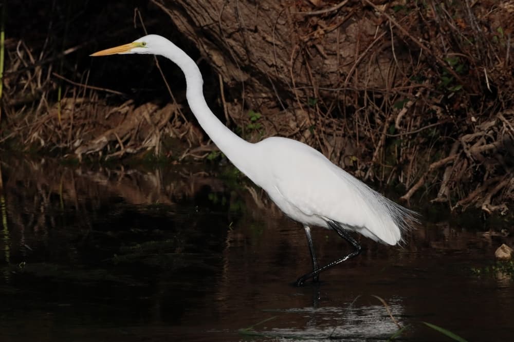 Bird in the San Marcos River