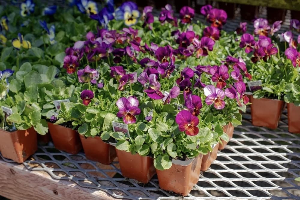 New plant nursery opens in Pearland