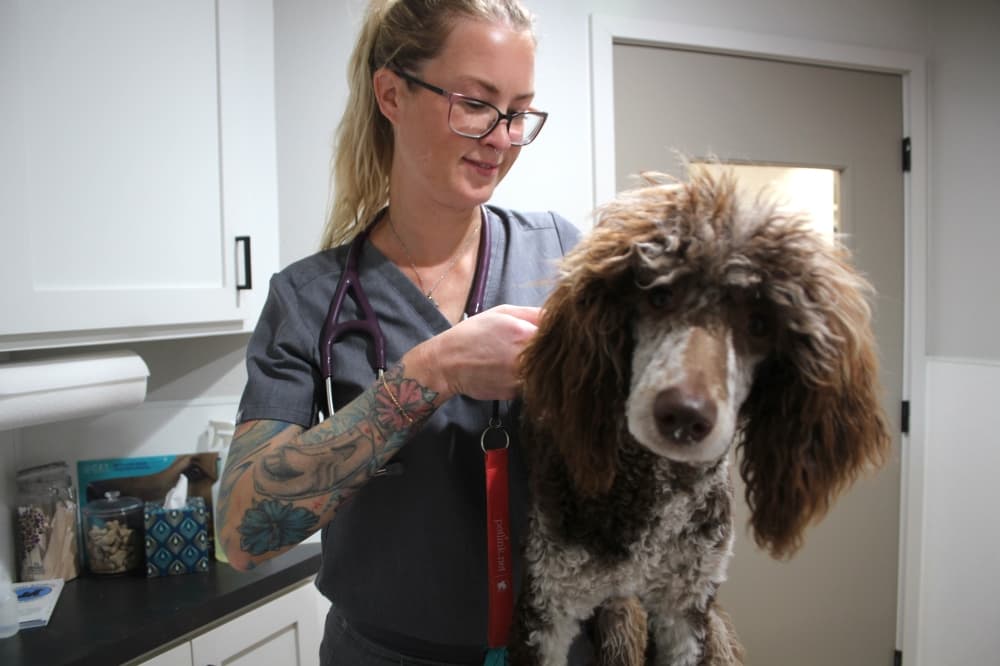 Bastrop considers pet microchipping mandate, requests community feedback