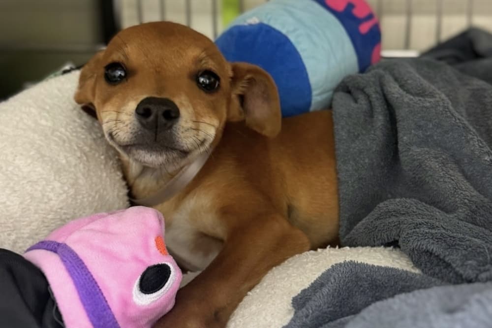BARC proposes new shelter, partnerships with nonprofit animal organizations