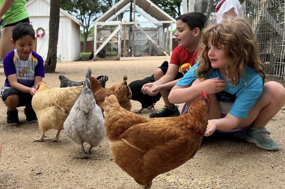 Campers experience North Texas’ agrarian history this summer at Heritage Farmstead Museum