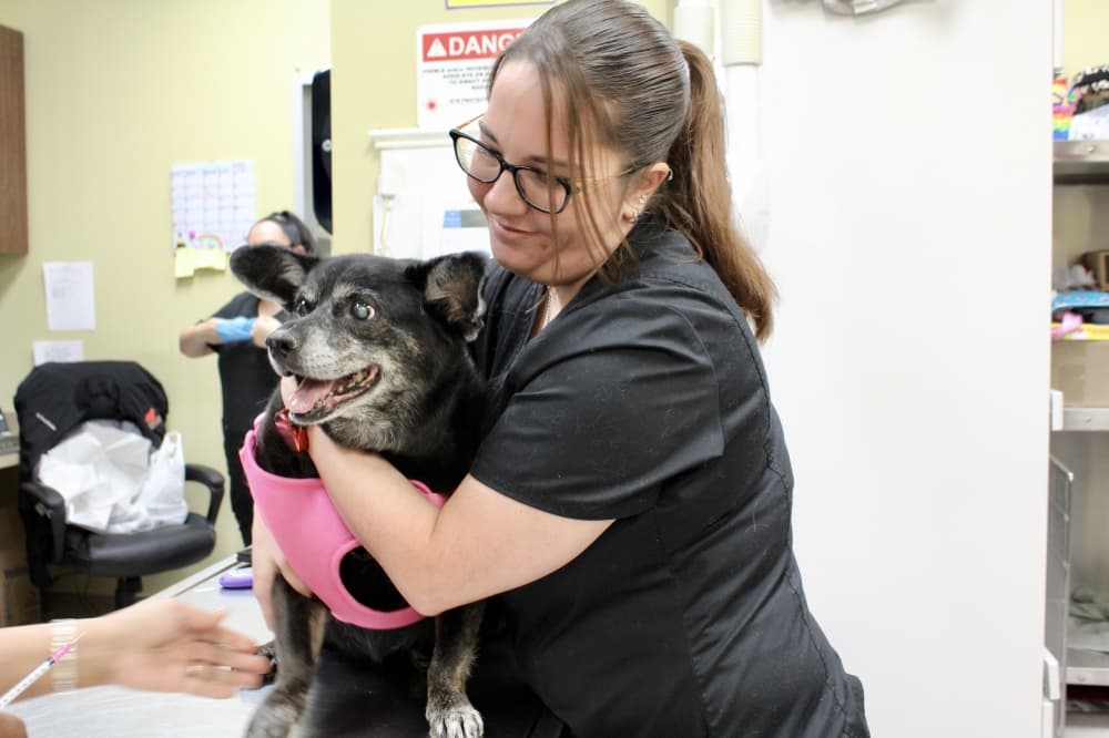 vet and dog
