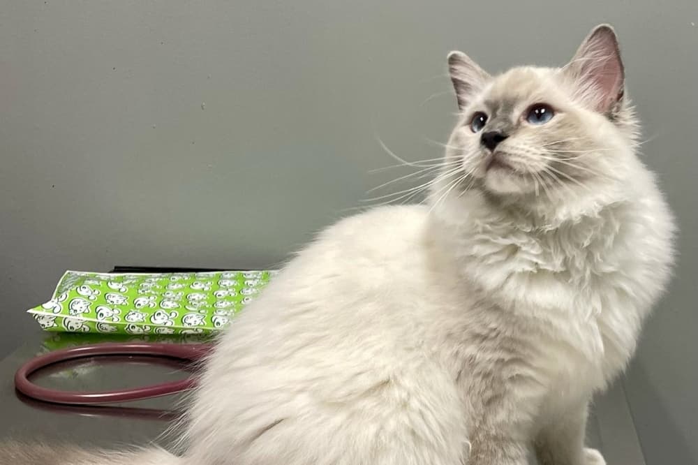 white cat