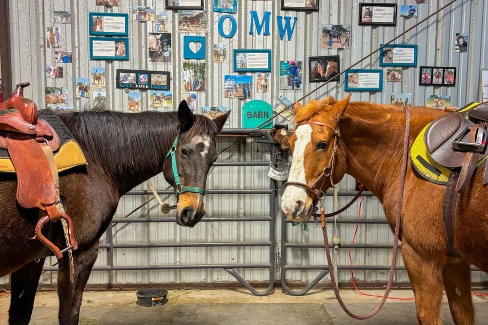 A photo of two of the nonprofit's horses. 