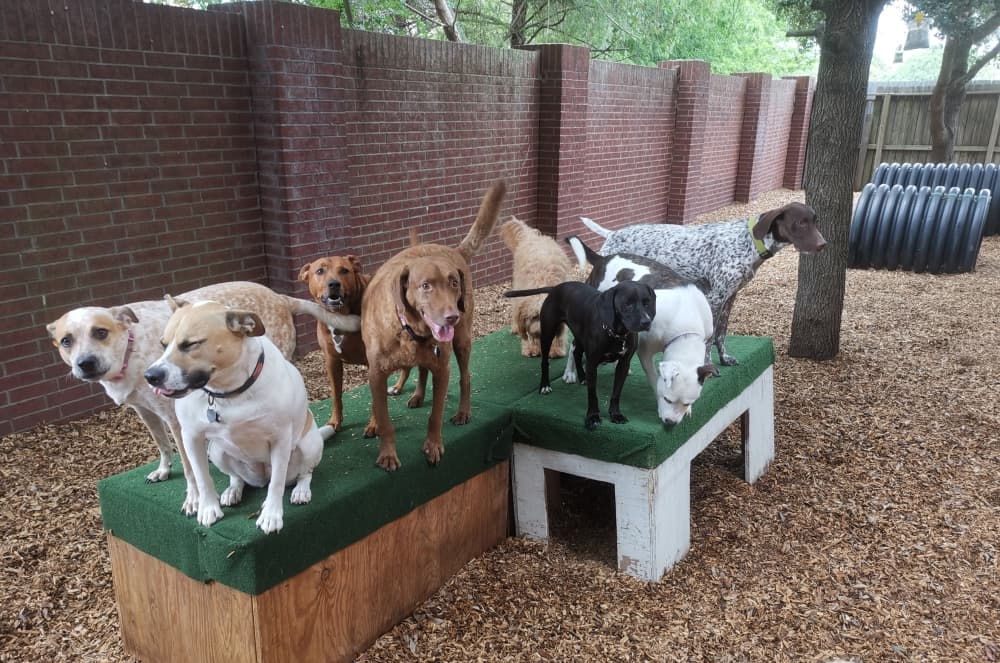 Texas Doggie Daycare opens in Sugar Land