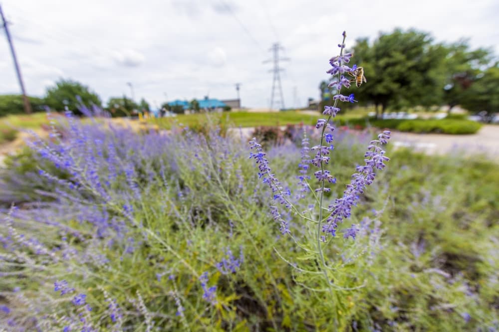 Give a Drip: 3 ways to help conserve water this spring, summer