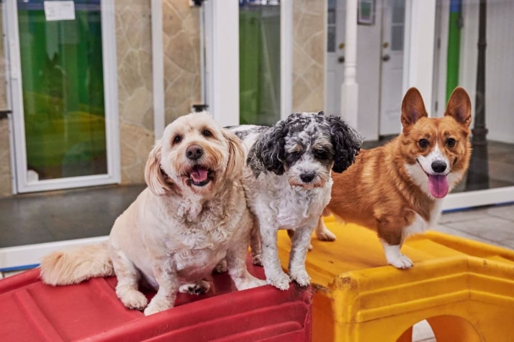 10th Hounds Town USA opens pet care center in Midtown