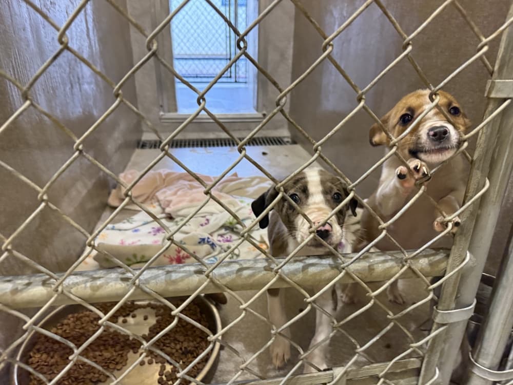 Georgetown Animal Shelter merger with Williamson County could take effect July 5
