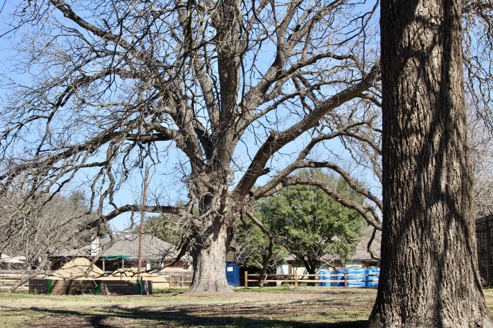 Pflugerville's Gilleland Creek Park to receive nearly $500K in ADA upgrades