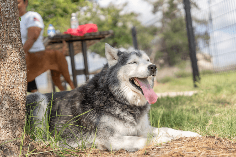 Experience life at The Colony, a thriving community in Bastrop