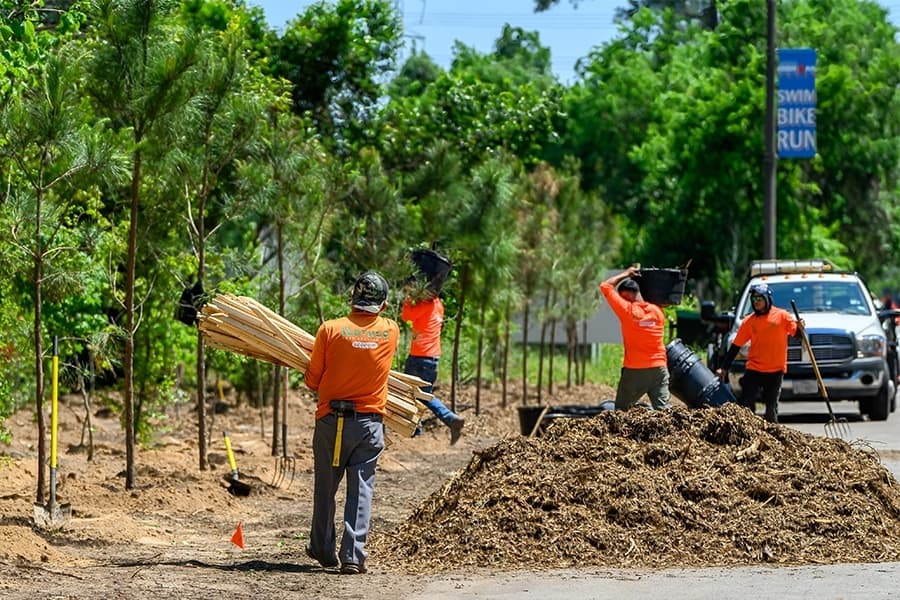 The Woodlands tackles tree loss due to invasive species and climate patterns