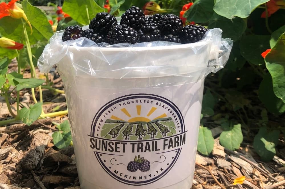 Sunset Trail Farm grows blackberries, memories in McKinney