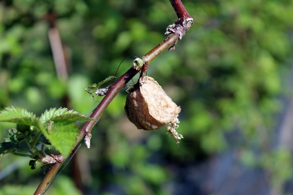 Praying mantis sack on a twig. 