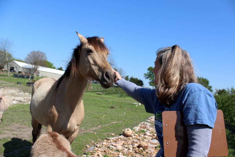 Female petting a horse on the nose. 